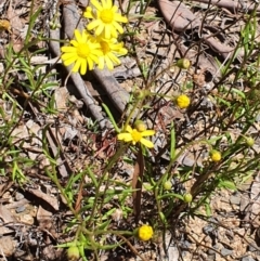 Senecio madagascariensis at Murrumbucca, NSW - 28 Oct 2022 12:25 PM