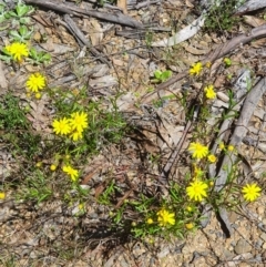 Senecio madagascariensis at Murrumbucca, NSW - 28 Oct 2022 12:25 PM