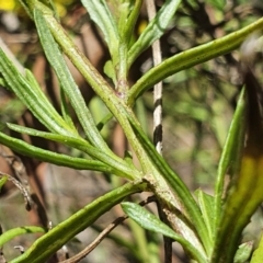 Senecio madagascariensis at Murrumbucca, NSW - 28 Oct 2022