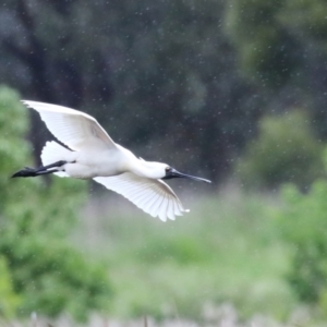 Platalea regia at Fyshwick, ACT - 27 Oct 2022 01:12 PM