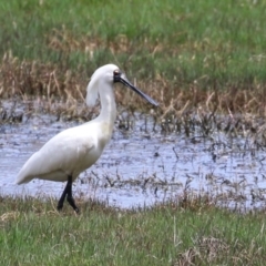 Platalea regia at Fyshwick, ACT - 27 Oct 2022