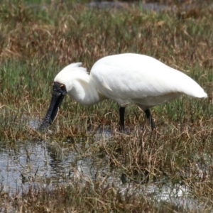 Platalea regia at Fyshwick, ACT - 27 Oct 2022 01:12 PM