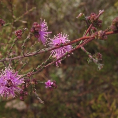 Kunzea parvifolia (Violet Kunzea) at The Pinnacle - 24 Sep 2022 by pinnaCLE