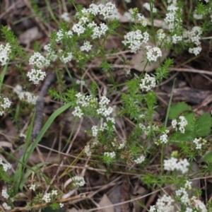 Asperula conferta at Bungendore, NSW - 27 Oct 2022