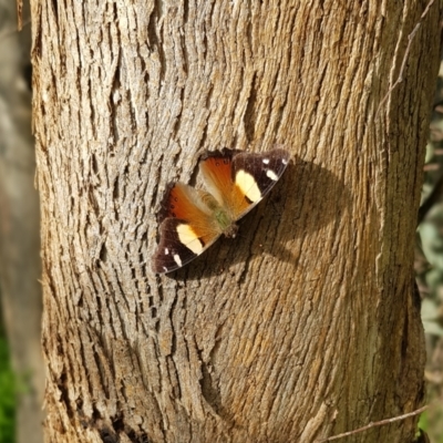 Vanessa itea (Yellow Admiral) at Woodstock Nature Reserve - 28 Oct 2022 by JaneCarter