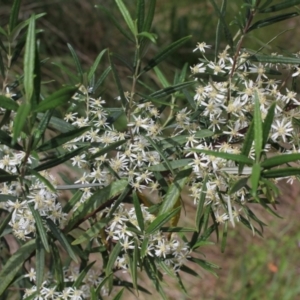 Olearia lirata at Bungendore, NSW - 27 Oct 2022 11:42 PM