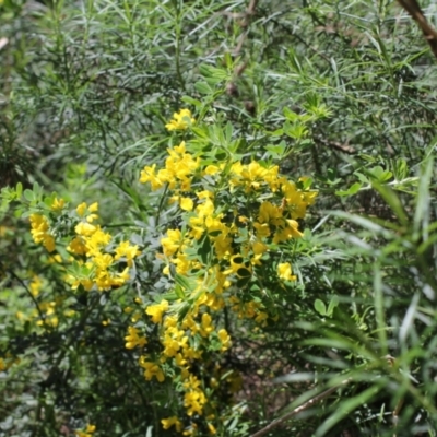 Genista monspessulana (Cape Broom, Montpellier Broom) at Bungendore, NSW - 27 Oct 2022 by inquisitive