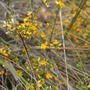 Pultenaea microphylla at Bungendore, NSW - 27 Oct 2022