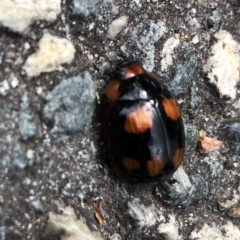 Paropsisterna beata (Blessed Leaf Beetle) at ANU Baldessin Precinct - 28 Oct 2022 by Dora