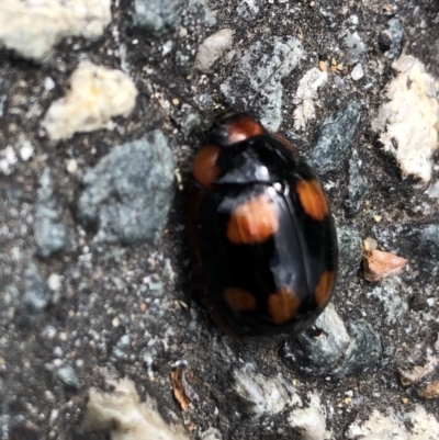 Paropsisterna beata (Blessed Leaf Beetle) at Australian National University - 28 Oct 2022 by Dora