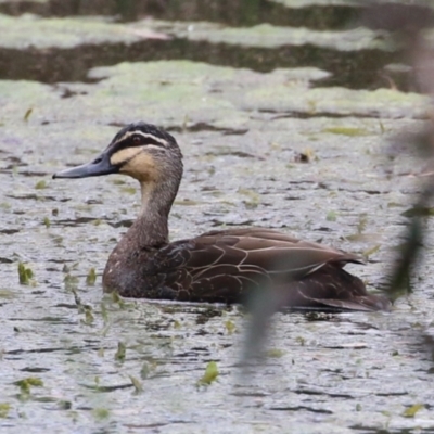 Anas superciliosa (Pacific Black Duck) at Jerrabomberra, NSW - 28 Oct 2022 by RodDeb