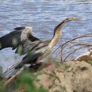 Anhinga novaehollandiae at Jerrabomberra, NSW - 28 Oct 2022