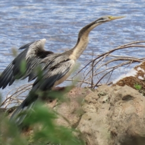 Anhinga novaehollandiae at Jerrabomberra, NSW - 28 Oct 2022 12:54 PM