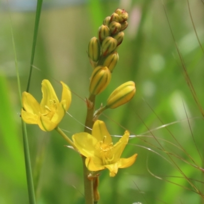 Bulbine bulbosa (Golden Lily) at Jerrabomberra, NSW - 28 Oct 2022 by RodDeb