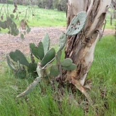 Opuntia ficus-indica (Indian Fig, Spineless Cactus) at Molonglo Valley, ACT - 24 Oct 2022 by drakes