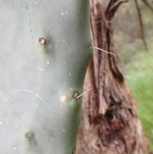 Opuntia ficus-indica at Molonglo Valley, ACT - 24 Oct 2022 10:47 AM