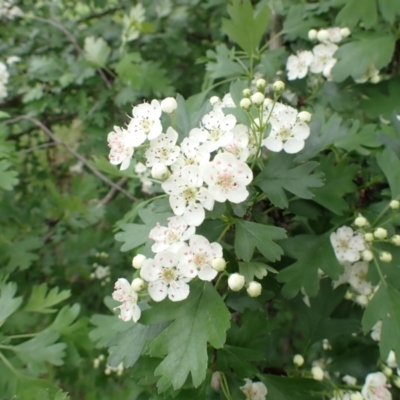 Crataegus monogyna (Hawthorn) at Molonglo Valley, ACT - 24 Oct 2022 by drakes