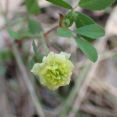 Trifolium campestre (Hop Clover) at Boorowa, NSW - 15 Oct 2022 by drakes