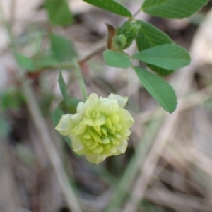 Trifolium campestre at Boorowa, NSW - 15 Oct 2022 12:36 PM