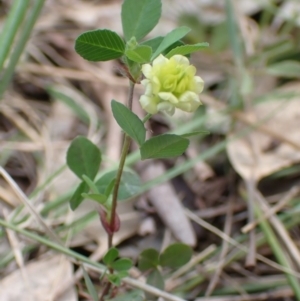 Trifolium campestre at Boorowa, NSW - 15 Oct 2022 12:36 PM