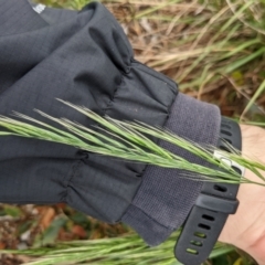Vulpia (genus) (A Squirreltail Fescue) at Hackett, ACT - 24 Oct 2022 by WalterEgo