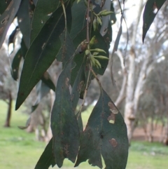 Eucalyptus blakelyi (Blakely's Red Gum) at Godfreys Creek, NSW - 1 Oct 2022 by drakes