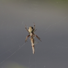 Salsa fuliginata (Sooty Orb-weaver) at Weston, ACT - 2 Oct 2022 by AliceH