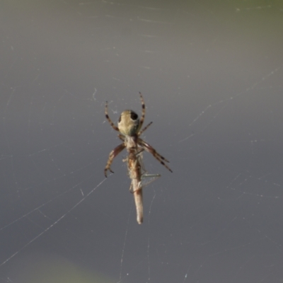 Salsa fuliginata (Sooty Orb-weaver) at Fowles St. Woodland, Weston - 2 Oct 2022 by AliceH