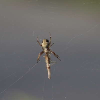 Salsa fuliginata (Sooty Orb-weaver) at Weston, ACT - 3 Oct 2022 by AliceH