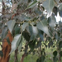 Brachychiton populneus subsp. populneus (Kurrajong) at Godfreys Creek, NSW - 1 Oct 2022 by drakes