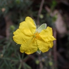 Hibbertia riparia (Erect Guinea-flower) at Godfreys Creek, NSW - 1 Oct 2022 by drakes