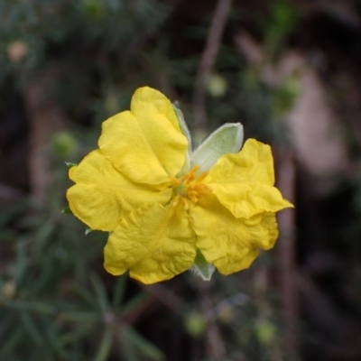 Hibbertia riparia (Erect Guinea-flower) at Godfreys Creek, NSW - 1 Oct 2022 by drakes