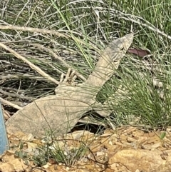 Varanus rosenbergi (Heath or Rosenberg's Monitor) at Uriarra Village, ACT - 28 Oct 2022 by Rebeccaryanactgov