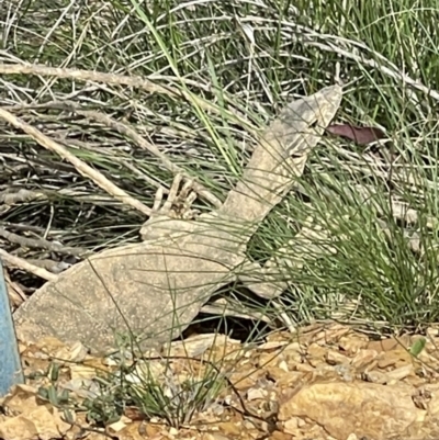 Varanus rosenbergi (Heath or Rosenberg's Monitor) at Uriarra Village, ACT - 28 Oct 2022 by Rebeccaryanactgov