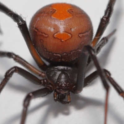 Latrodectus hasselti (Redback Spider) at Evatt, ACT - 27 Oct 2022 by TimL