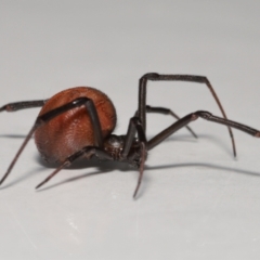 Latrodectus hasselti at Evatt, ACT - 27 Oct 2022