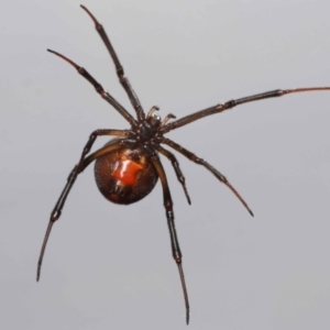 Latrodectus hasselti at Evatt, ACT - 27 Oct 2022 01:52 PM