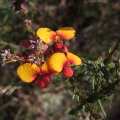 Dillwynia sericea (Egg And Bacon Peas) at The Pinnacle - 24 Sep 2022 by pinnaCLE