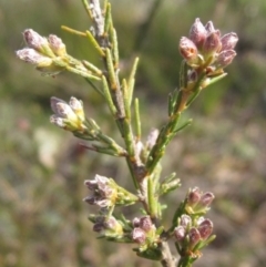 Dillwynia sericea at Weetangera, ACT - 24 Sep 2022 03:27 PM