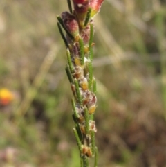 Dillwynia sericea at Weetangera, ACT - 24 Sep 2022 03:27 PM