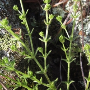 Galium gaudichaudii at Weetangera, ACT - 24 Sep 2022