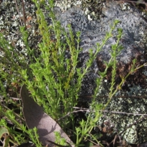 Galium gaudichaudii at Weetangera, ACT - 24 Sep 2022 03:29 PM