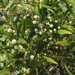Acacia melanoxylon (Blackwood) at The Pinnacle - 25 Sep 2022 by pinnaCLE
