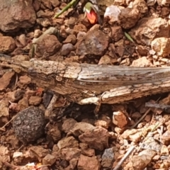 Coryphistes ruricola at Gundaroo, NSW - 28 Oct 2022