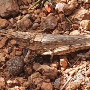 Coryphistes ruricola at Gundaroo, NSW - 28 Oct 2022