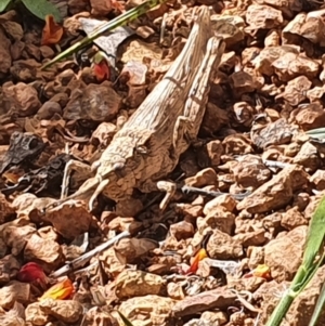 Coryphistes ruricola at Gundaroo, NSW - 28 Oct 2022