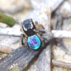 Maratus anomalus (Blue Peacock spider) at Jerrawangala, NSW - 27 Oct 2022 by Harrisi