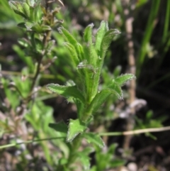 Vittadinia cuneata (Fuzzweed, New Holland Daisy) at Weetangera, ACT - 25 Sep 2022 by pinnaCLE