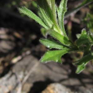 Vittadinia cuneata at Weetangera, ACT - 25 Sep 2022