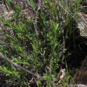 Vittadinia cuneata at Weetangera, ACT - 25 Sep 2022